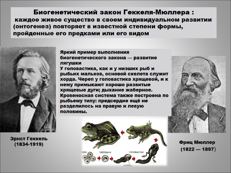 Биогенетический закон Геккеля-Мюллера :  каждое живое существо в своем индивидуальном развитии (онтогенез) повторяет